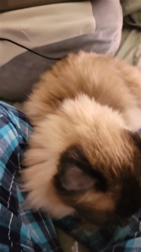 how i worked on my anatomy homework yesterday 🥺🤣 #shorts #collegestudent #college