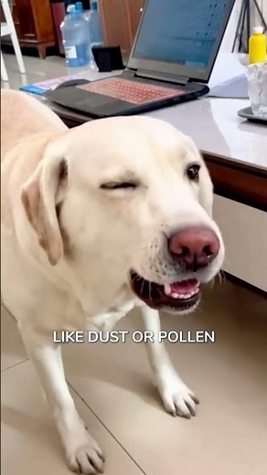 What is Reverse Sneezing?