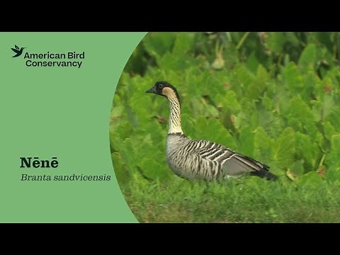 Nēnē (Hawaiian Goose): State Bird