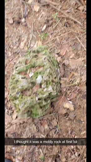 Giant Geode Found in Backyard! 🤯