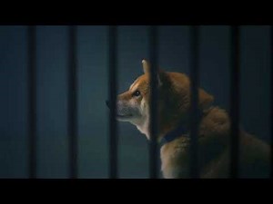 2018年度AC・NHK共同キャンペーン：2018生きものを大切に ｜ＡＣジャパン