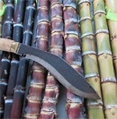 Sugarcane is not dead, just different | University of Hawaiʻi System News