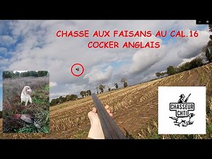 CHASSE AUX FAISANS AVEC COCKER ANGLAIS ! Cal.16