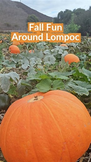 🍂 Unlock the ultimate in fall vibes in Lompoc! 🍂 🎃 Pair pumpkin churros with seasonal drinks at Valle Eatery & Bar 🚜 Pick pumpkins at Zellers Farms 🍷 Stop into local wineries for harvest season 👻 Trick or treat at Old Town businesses 🌊 Take a winding autumn drive to Jalama Beach 🍁 Are you in? Comment SPOOKY for the full fall guide. | Explore Lompoc