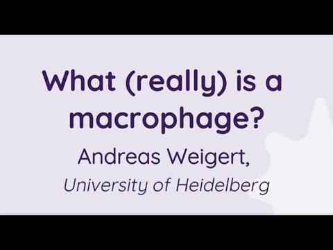 What (really) is a macrophage?