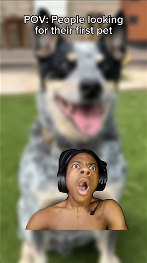 we love a challenge 😭 It’s AZ Gives Day and our one day a year we ask for donations. Thank you for your continued support through the years. Anything helps. Donte here (or link in bio): azgives.org/arizonacattledogrescue More about us: ACDR is a foster-based rescue organization with no central physical facility. 30 volunteers bring abandoned dogs into their homes, obtain veterinary care for them, provide training, and coordinate their adoptions by loving families Why donate today?: This is our 