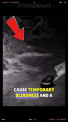 🦨Never go near this animal! | Skunk Spray Wolf #shorts #short #skunk