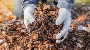 13 Flowers to Plant in May