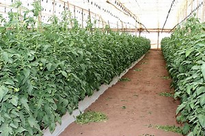 Investir dans la culture sous serre : Conseils, avantages & inconvénients - Agriculture au Cameroun
