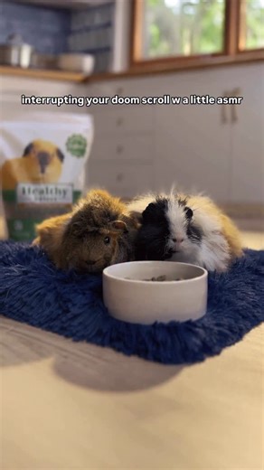 Petco on Instagram: "sound on 🔊 this is ASMR, guinea pig edition. this is what happy eating sounds like with Healthy Select for companion animals. exclusively at Petco."