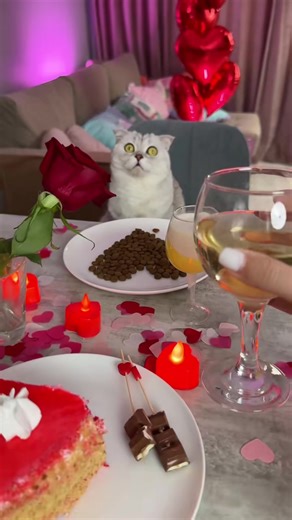 12 reactions | Your perfect Valentine's Day來❤️ #cat | Cat Lover | Facebook