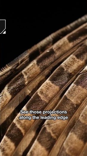 How Do Owls Hunt Silently? | #DeepLook #Shorts