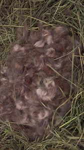Here's the nest with the babies born this morning. | SaveABunny Babies