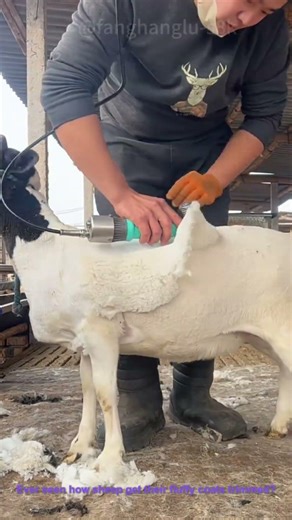 How to Shear a Sheep