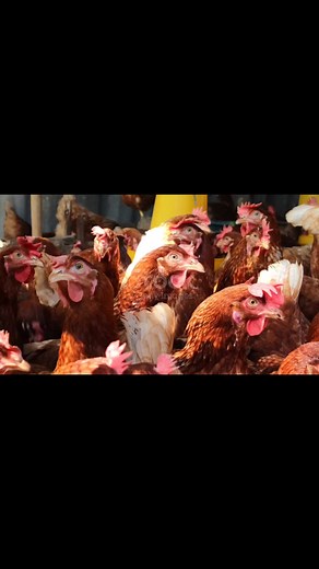 Mejores razas de gallinas para tu granja avícola