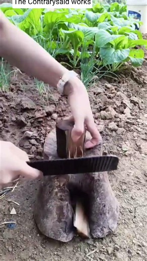 🎋🔪 Fresh Bamboo Shoot Peeling: Cleaver Slicing Outer Husk Layers