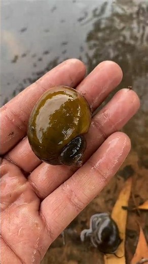 Hand Catch snails in beauty freshwater #snail #nature #shots