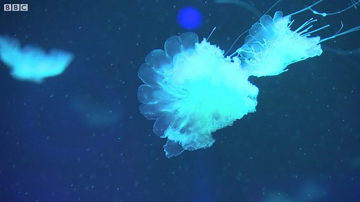 13K views · 285 reactions | Check this out, the thousands of jellyfish at the London Aquarium. | BBC London | Facebook