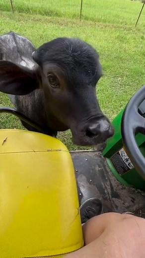 What do you do when a baby buffalo climbs in the buggy with you? You thank goodness that he’s not 3000 lbs yet. 😅 We initially intended to keep Artie with his buffababy brothers and his extended mooperson family. But there was a complicating factor we didn’t foresee: Stanley the mooperson. Stanley was born at the UF beef unit in 2019, and his mama sadly died in childbirth. Sam bottle fed and subsequently rescued him. Stanley is great, but he’s developmentally delayed, and we learned last week t