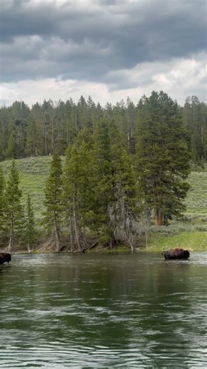 #yellowstonenationalpark #nature #bison #newvlog #yellowstone #westamerica