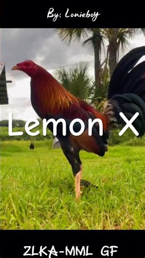Lemon X
