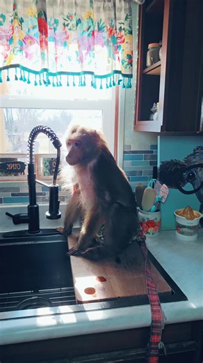 Cute Monkey Watching from the Window