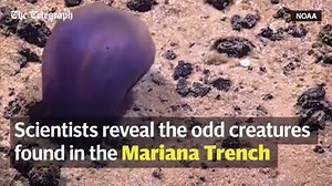 1.4M views · 8.1K reactions | Scientists from the National Oceanic and Atmospheric Administration (NOAA) have unveiled a unique insight into life at the deepest part of the Earth's oceans - the Mariana Trench. | Telegraph Technology Intelligence | Facebook