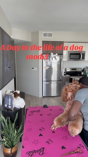 4.2K views · 16 reactions | Just a casual morning glam session Giving Naomi her daily brush & top knot before we head out for her photo shoot booking! She’s officially THAT dog. BOOK HER Dryer: @flyingpiggrooming Use @blazingstar.poodles code for $80 off BLAZINGSTAR #PoodlePerfection #DogModel #fyp | Vionell Pompilus | Facebook