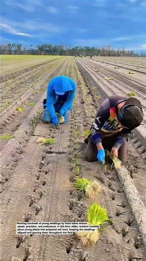Hundreds of Seedlings Planted by Hand! | Fast Farm Planting Technique #Shorts
