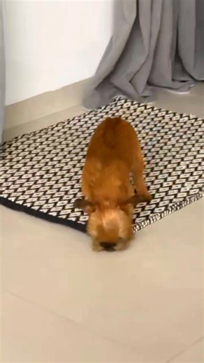 Dolce Vita (aka Lilly) in the first minutes at her new sweet home ❤️ she's already wiggling her tail 😊 #griffon #griffonpuppy #puppylove | Kari Ochi Griffons Aleksei