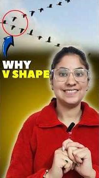 Why Do Birds Fly in a V Shape?