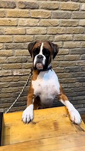 Doggy Daily Episode 193 George the Boxer 🐾 #boxer #dog #viralreels #fbreels #foryou | Boxer Fan's