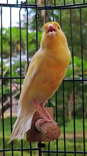Your Canary Needs This Sound ❗#canarysinging #youtubeshorts #shorts #canary