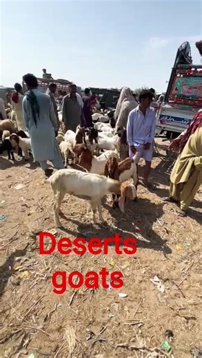 Beautiful goats and a vibrant livestock market.