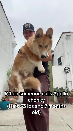 Apollo the Corgi: A Healthy and Happy Pup