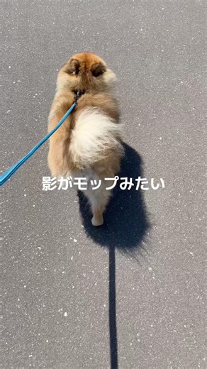 影がモップみたいな犬w#ポメラニアン#サモエド#癒し #多頭飼い #犬のいる暮らし #pomeranian #samoyed #可愛い