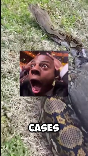 Why You Should NEVER Raise a Giant Python