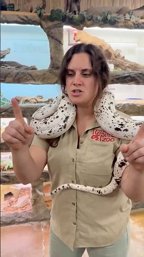 Geeking out over this incredible Cow Reticulated Python! 🐄🐍