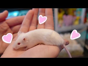 Cleaning My Mouse Enclosure