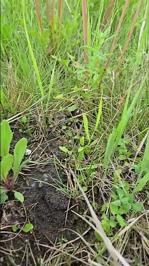 Finding Missing Plants! Brown-Eyed Susan Fight for Space on the Slope!