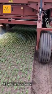 13K views · 67 reactions | Laser weeding in densely planted chard....