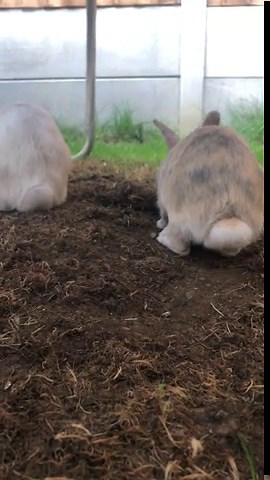 For Sale 2 Male 9 month old Rabbits - £35