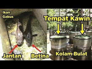 Cara Budidaya Ikan Gabus Yang Mudah Bagi Pemula