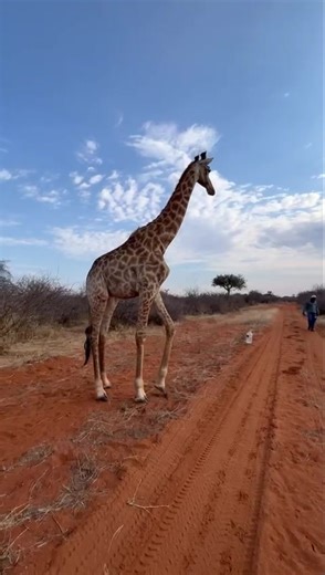 Jerry, the giraffe 🦒 just making sure everyone is on duty! | Epic Hunting Safaris