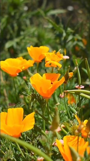 3.2K views · 109 reactions | It’s #CaliforniaPoppy Day! Find the state flower around the Garden and along the trail. 李 Weekend sellouts expected! Advance reservations required, including member admission. Get your tickets now at filoli.org/visit | Filoli | Facebook
