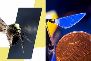 Robotic Insects Help Researchers Better Understand How Insect Flight Evolved