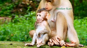 2.8K views · 270 reactions | Wow today little angel Rainbow is very very delighted with all tiny orphan Sovana members | Monkey katy | Facebook