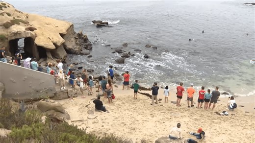 ‘We want it for humans only': San Diego group pushes to get sea lions out of La Jolla Cove