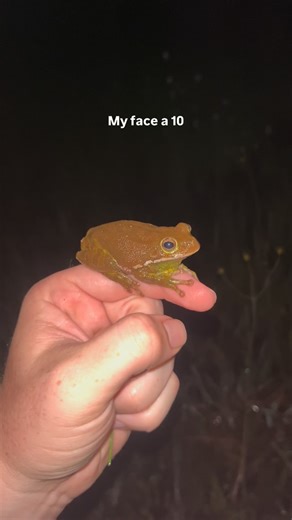 “You better bark like you want it!” 🐶 - Barking treefrog Woof. That’s a good-looking frog. But they’re not named for people barking at them; this species earned its name because, when calling in large groups, they can sound like a pack of barking dogs. And yes… they are barking like they want it. But what is “it,” exactly? The attention of lady frogs, of course! From March to August, adult barking treefrogs leave their tree-top hideouts and head to fish-free waters and wetlands to breed. Once t