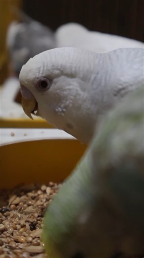 Parakeets eating sounds #budgies #parakeets #eating #sounds #birds